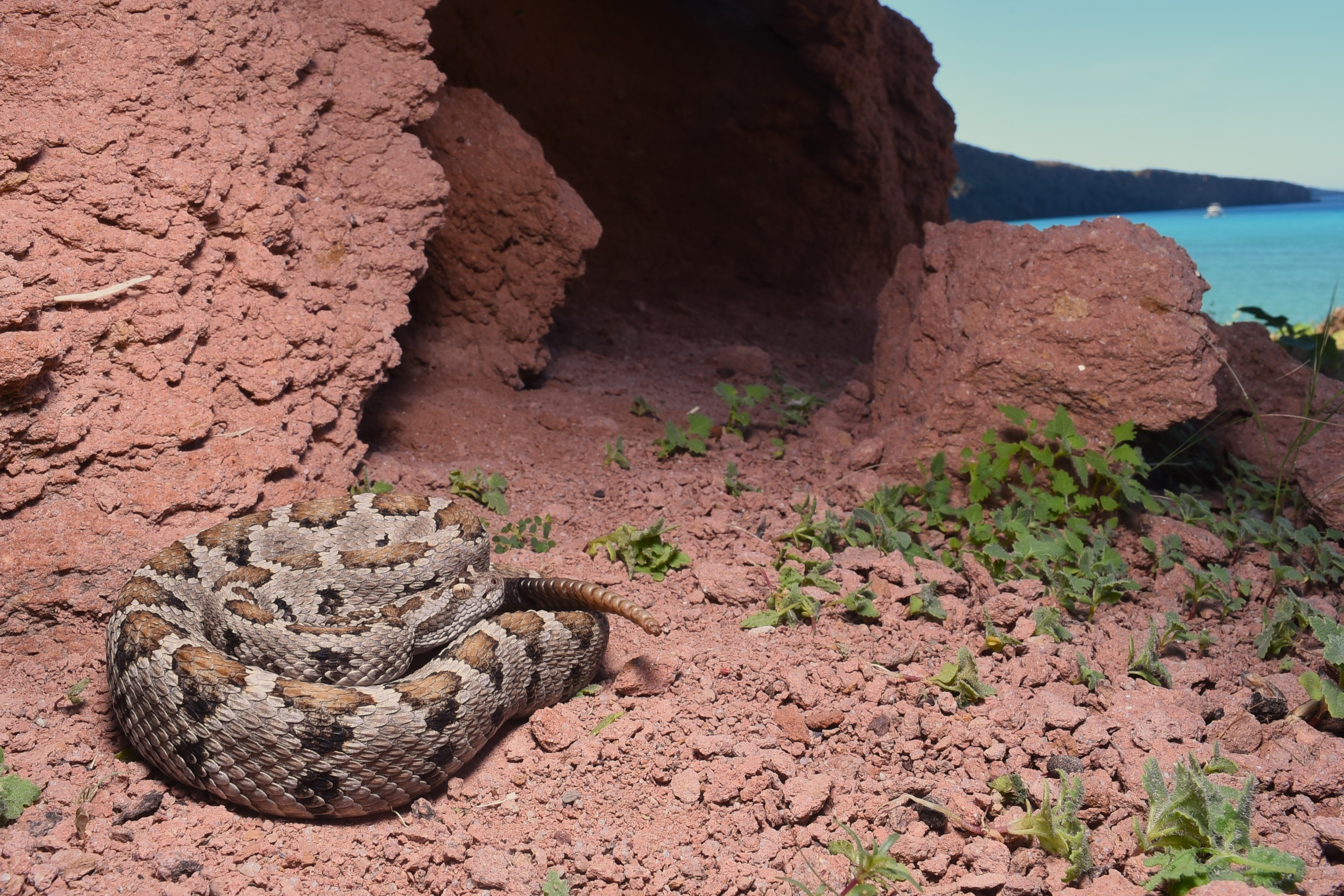 Crotalus enyo on a Baja California island